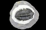 Coltraneia Trilobite Fossil - Huge Faceted Eyes #146573-1